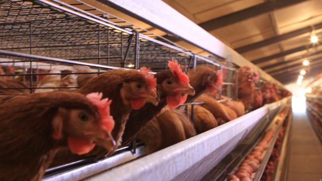 Caged eggs production. Picture: Australian Eggs