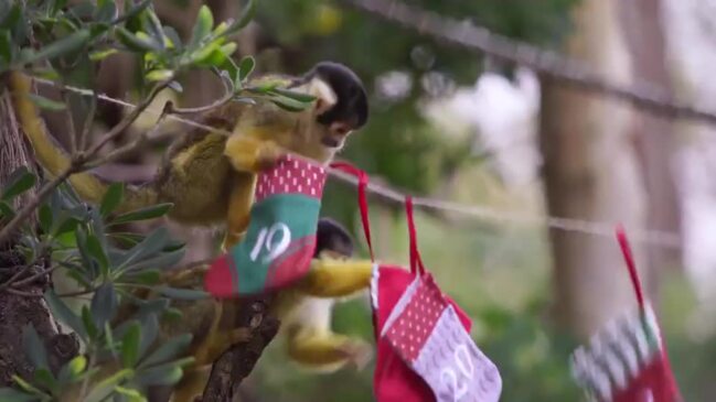 Zoo Animals Ransack Advent Calendars in Hilariously Relatable Video