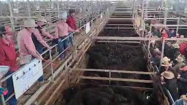 Wodonga cattle sale