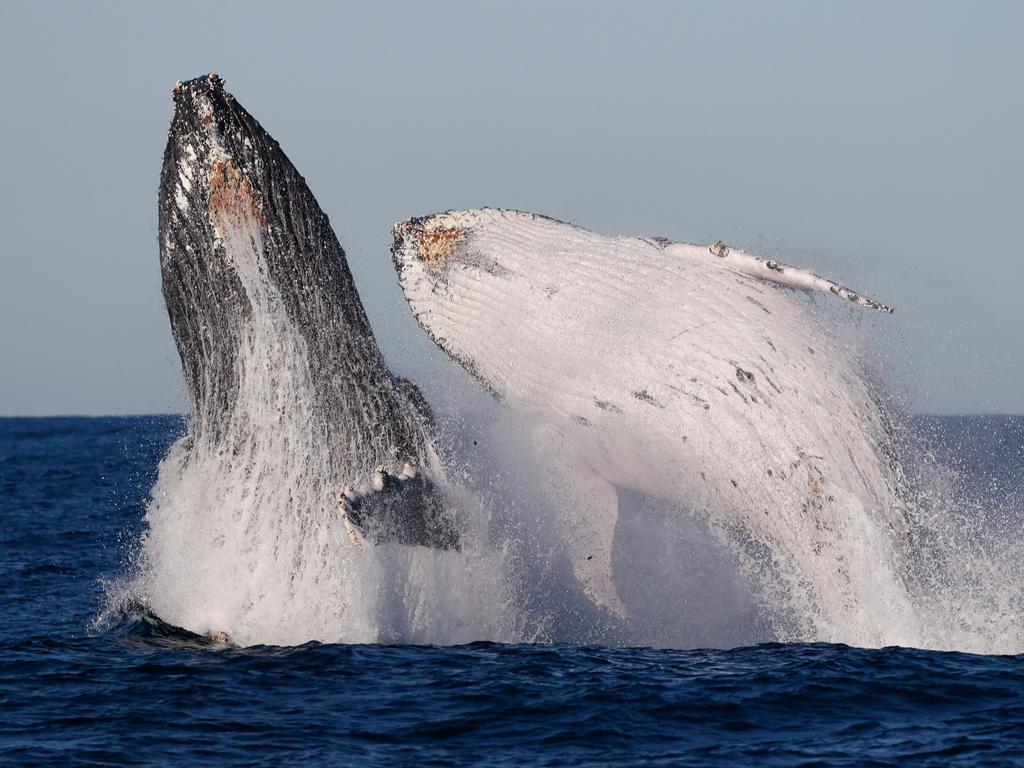 DAILY TELEGRAPH. JULY 12, 2023., , Pictured are two Whales breaching at the same time off the coast of Sydney today. Picture: Adam Geschwind/Whale Watching Sydney.