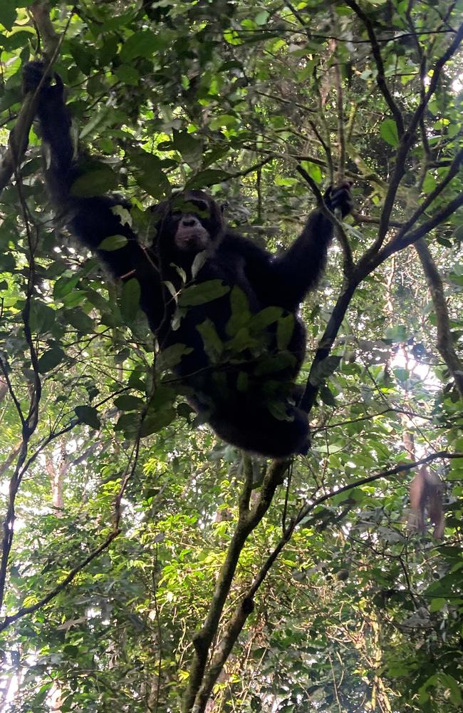 Chimp Riuhweza chilling out in trees of Kibale. Picture: News.com.au