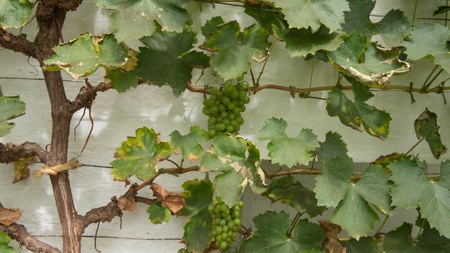 Easy pickings: a grape vine growing up a wall. Picture: Alamy