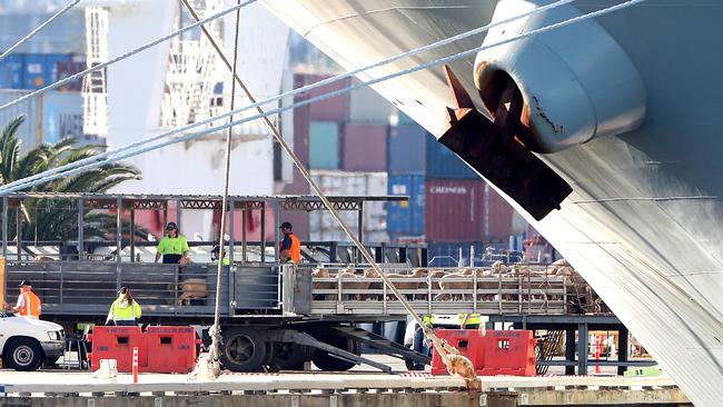 Sheep on trucks waiting to be loaded onto a live export ship in Fremantle. Picture: AAP