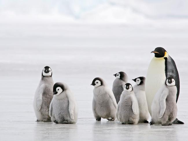 Best things to do in Antarctica, from expedition cruises to camping and ...