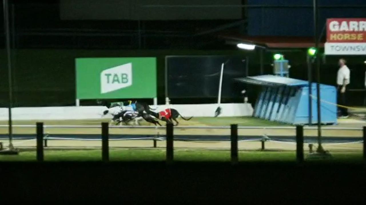 Rake in front of starter boxers before the eighth race at Townsville greyhounds. Picture: Racing Queensland
