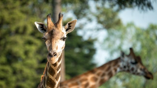 You’ll be able to see your favourite animals from the comfort of your home. Picture: Zoos Victoria