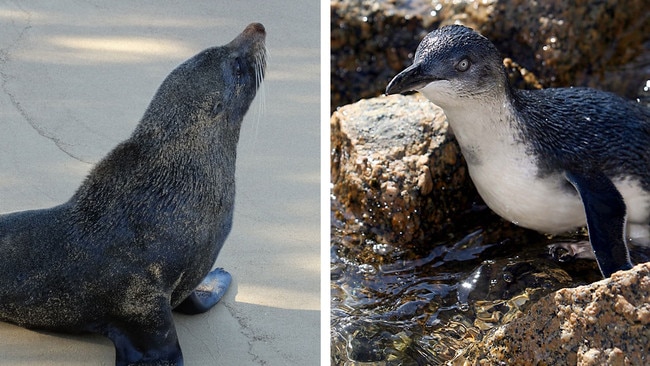 Experts say there is no evidence to suggest culling seals would protect penguins.