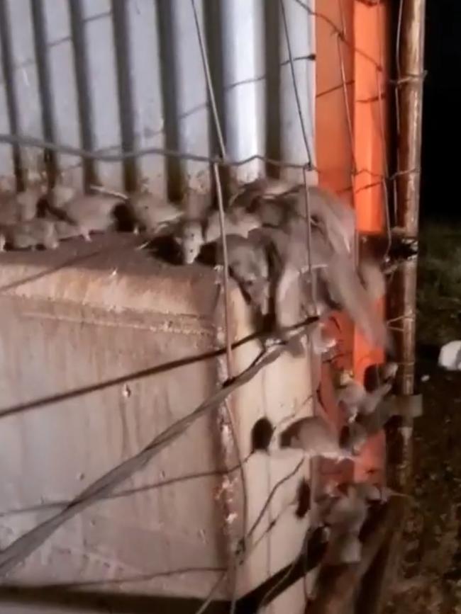 Mice running through a farm’s grain storage sheds.