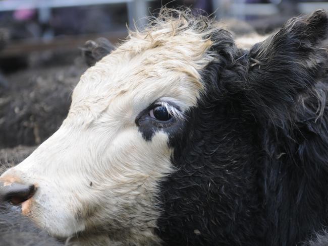 Several pens of Angus heifers and calves sold to spirited competition, with eight pens making more than $2000. The top of $2300 was paid for a pen of 13 Angus heifers, 439kg, with 13 young calves. Picture: Fiona Myers