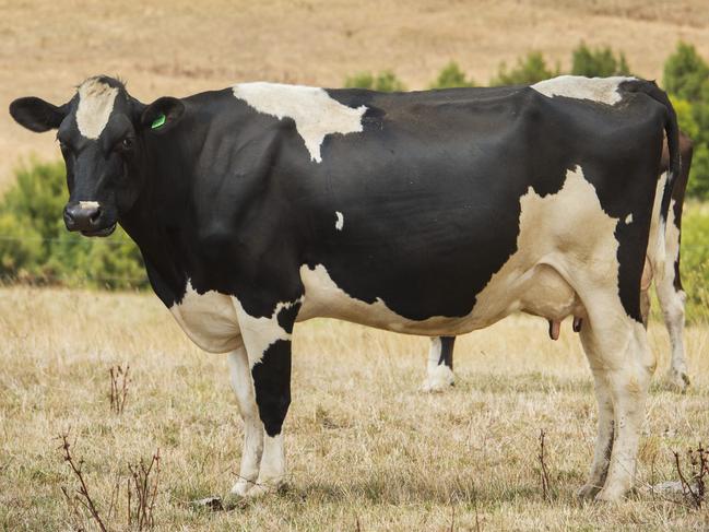 Dairy farmers cannot afford to feed their cows. Picture: ZOE PHILLIPS