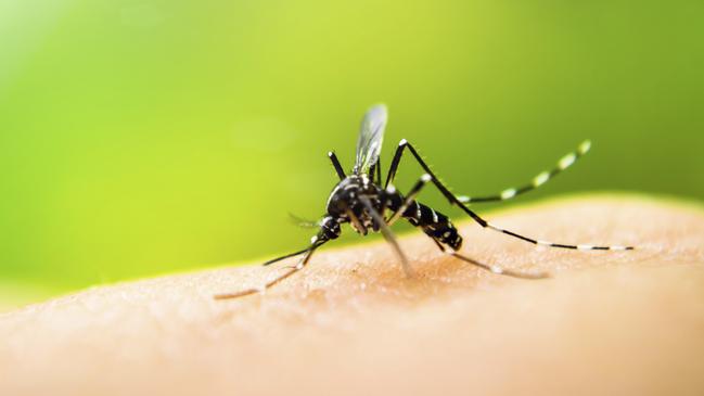 Seven cases of a mosquito-borne virus have been identified in South Australia.