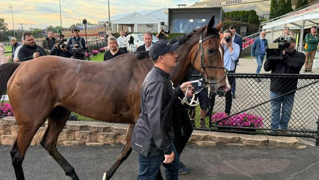 Chris Waller returns with Via Sistina following her mishap at The Valley on Tuesday morning Picture: Racenet