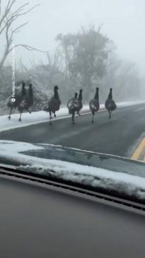 Aussie man captures Emu slip and slide