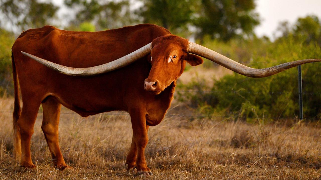 Texas Longhorn Record 2025 Gerti Samantha