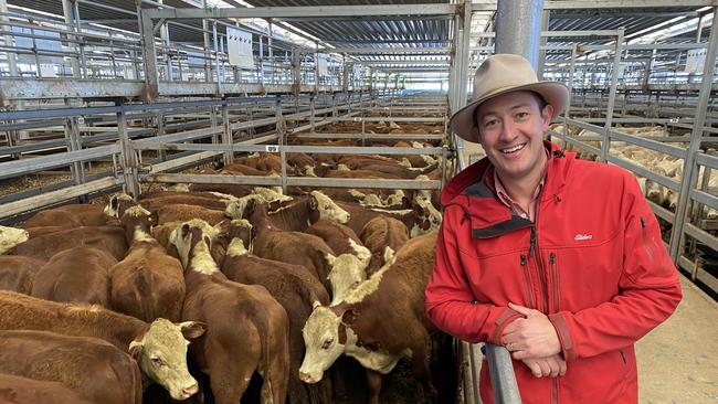 Oliver Mason, Elders Albury, with the tops of the draft of Tarabah Pastoral Company steers, with the run of 280 selling from $442 to $600 or 180-206c/kg at the Wodonga store cattle sale.