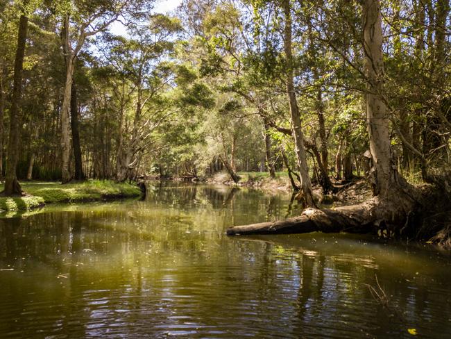 Pristine Saltwater Creek as it runs through the privately owned land at 301 Avoca Drive, which paddlers can used to reach Avoca Lagoon. Picture: supplied