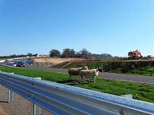 Sheep on the highway. Picture: Contributed