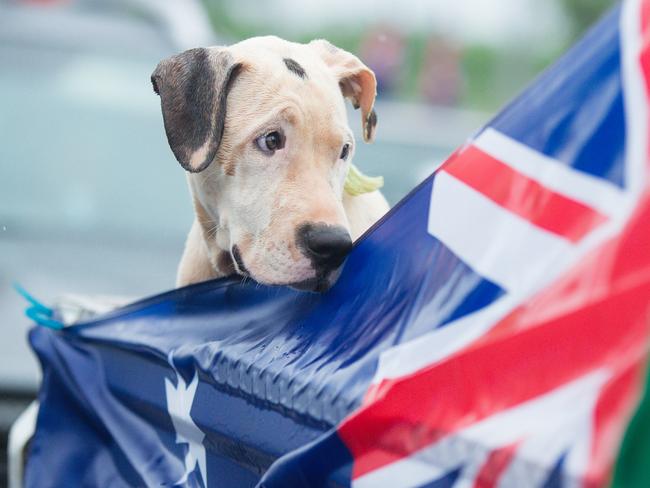 Missy the Mastiff is seen during Australia Day Ute Run in Darwin. Picture: AAP