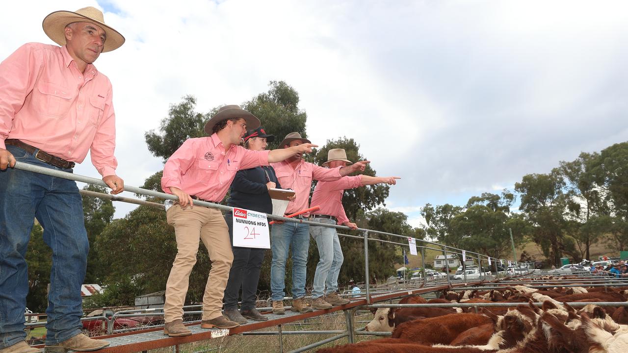 Mountain Calf Sales 2024: Hinnomunjie, Omeo, Benambra, Ensay | The ...