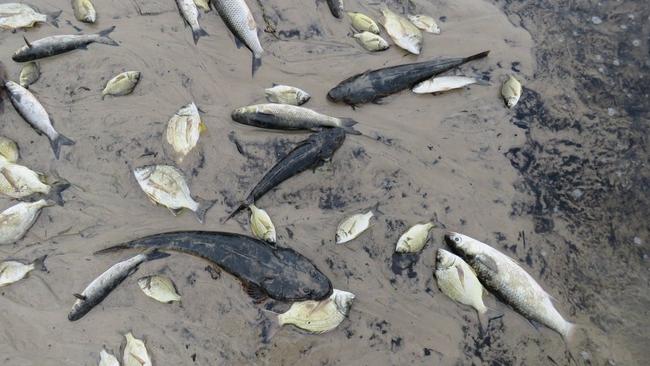 Management of Tallow Creek and its entry to the ocean has changed since a major fish kill.