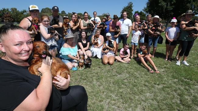 Gold Coast Dachshund group Dachshunds In Paradise During a support event to talk about what happened with Storybook Farm. Group Co-ordinator Amy Robinson with her Dachshund called Penny and members. Picture: Mike Batterham. 