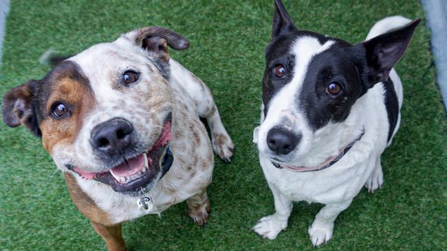 (L-R) BFFs Billy and Jack. Photo: AWLQ