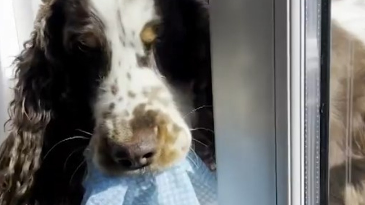 Adorable dogs on clean up duty