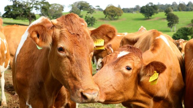 Chemicals applied to cow pats is part of the Labor plan to reduce emissions. Photo Lachie Millard