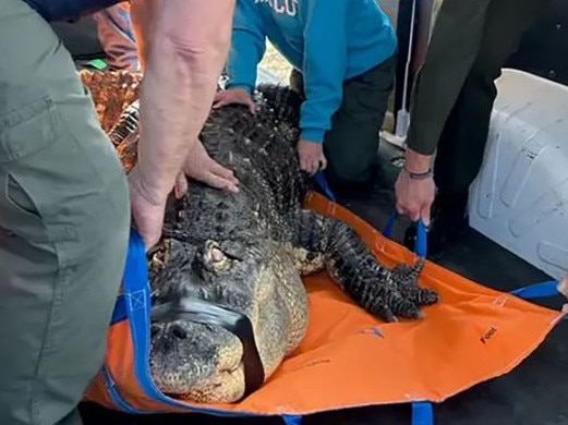 The 340kg alligator was seized from its enclosure in a Hamburg home Wednesday.Picture: Change.org