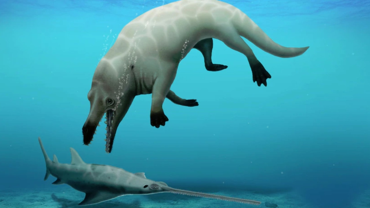 Palaeontologists have discovered the fossil of a 43-million-year-old, four-legged predatory whale.