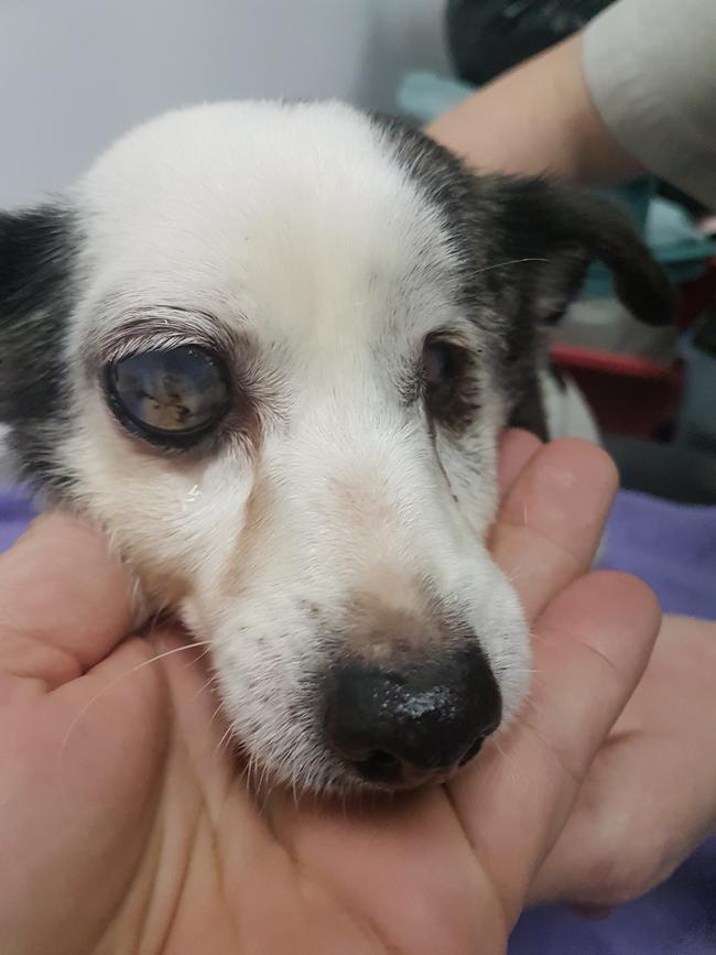 Fox terrier Brandy with her fluid-filled right eye. Picture: RSPCA