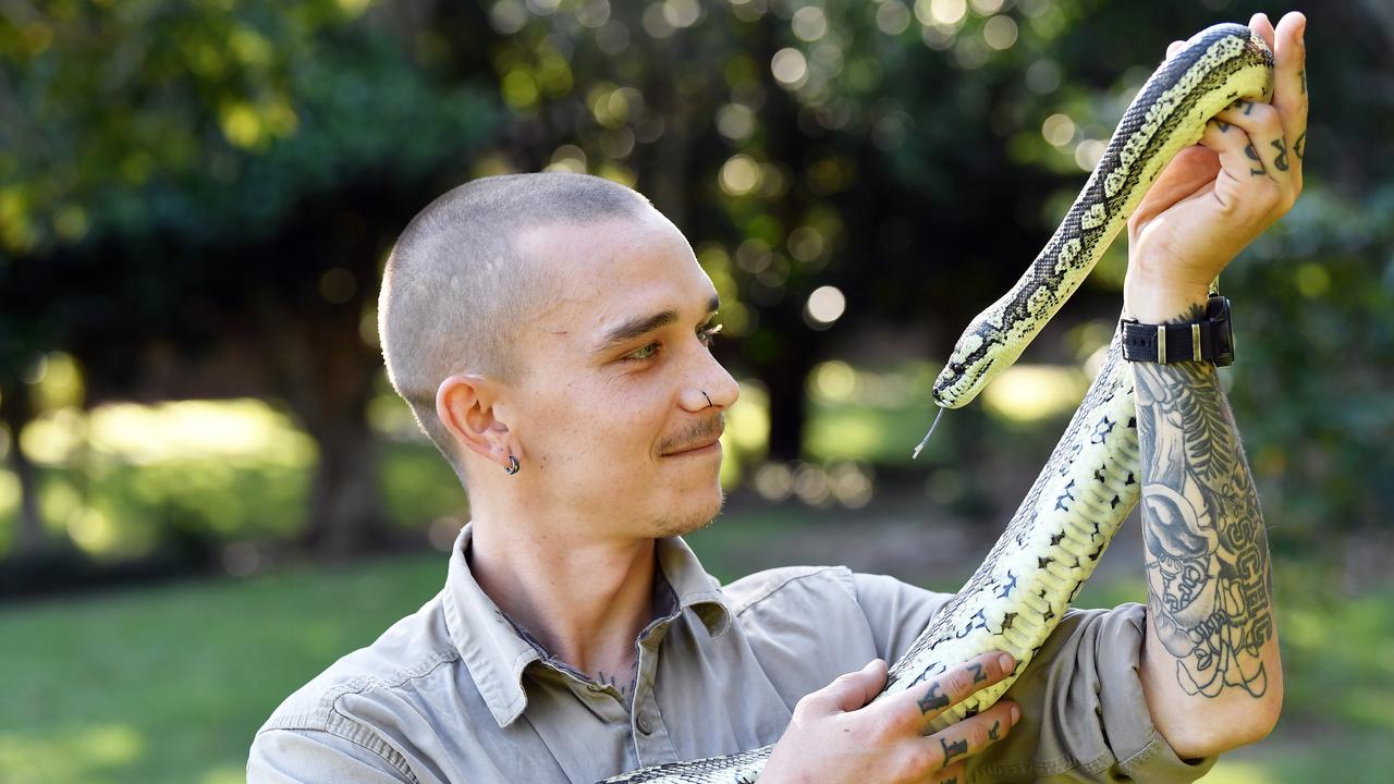 Sunshine Coast: Snake catchers warn warm weather will bring snakes out ...