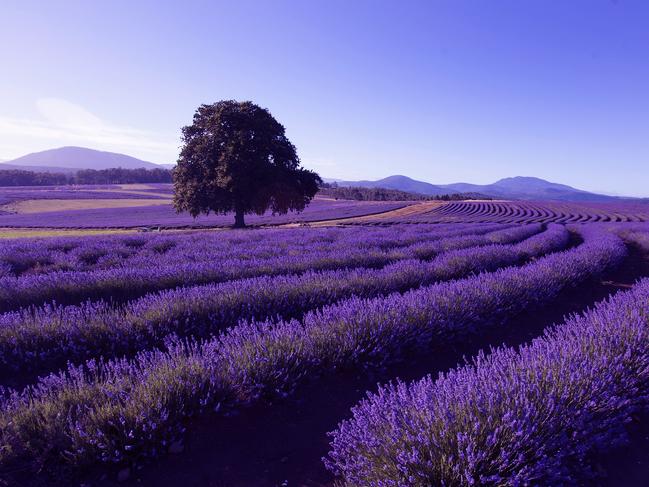 11/20FROLIC THROUGH FIELDS OF LAVENDERNo need to go to Provence for a magical lavender experience – we’ve got plenty in our own backyard. There are lots of lavender farms throughout Tasmania, but the most popular is the free Bridstowe Lavender Estate.