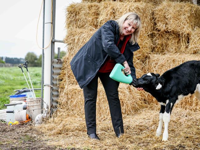 Gayle Tierney at the Colac region farm of United Dairyfarmers of Victoria president Mark Billing earlier this year. Picture: Nicole Cleary