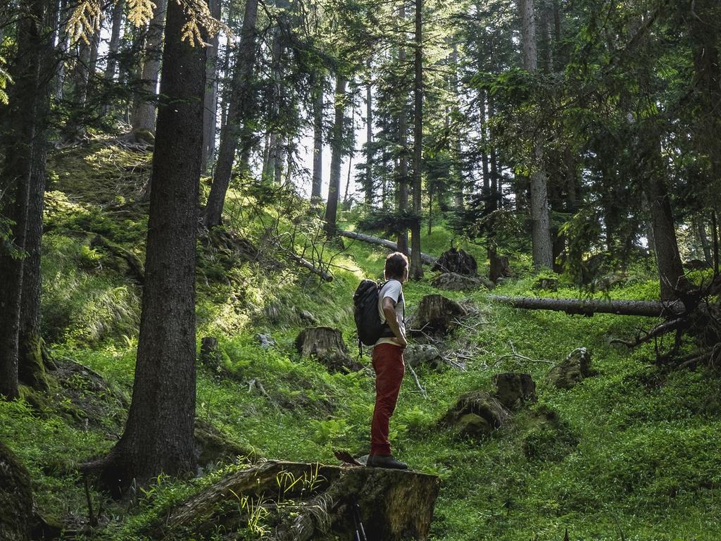 The hiker was walking in a French forest when she was hit.