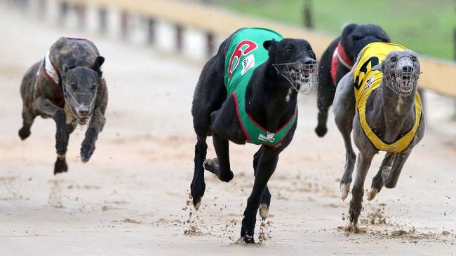 Race 7 at the Bathurst Greyhound Club. Picture: Jonathan Ng
