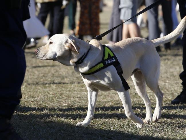 A police sniffer dog on duty at Splendour in the Grass in 2019. Picture: AAP Image/Regi Varghese