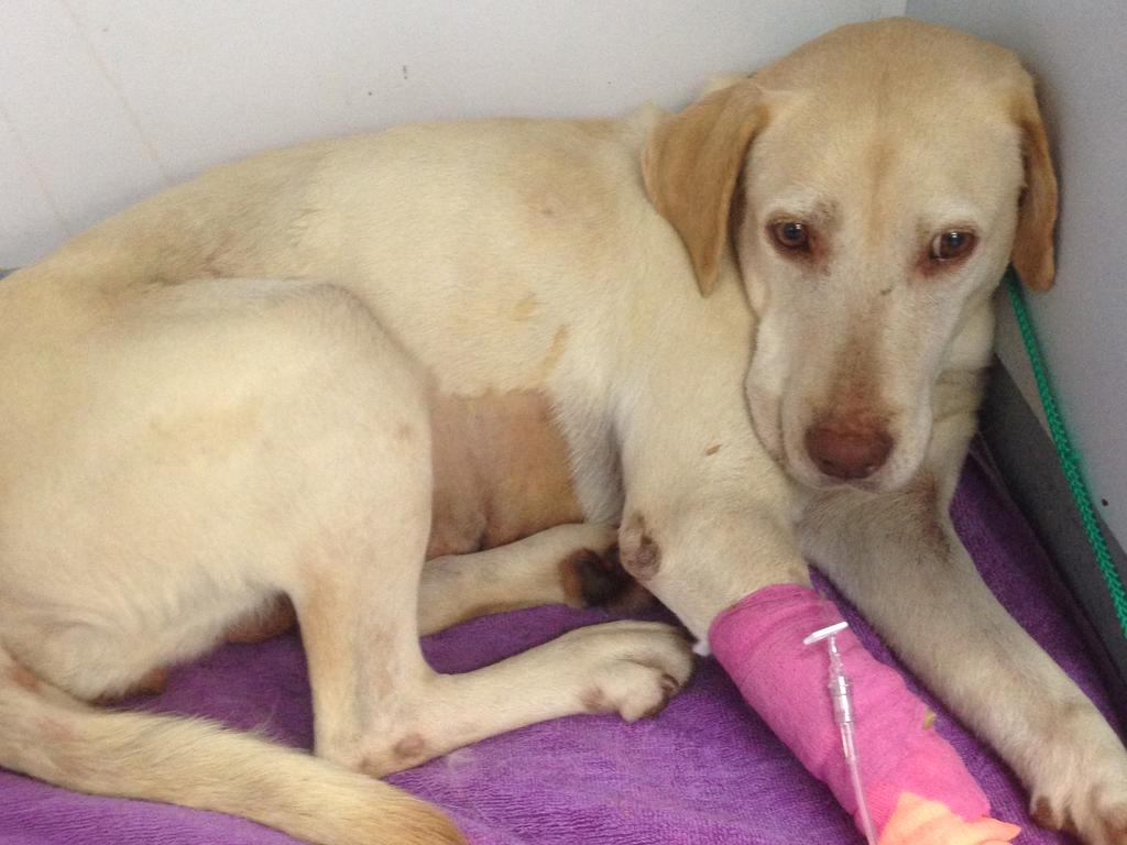Puppy farm mum Tillie was found in a terrible state with extensive injuries and illness.