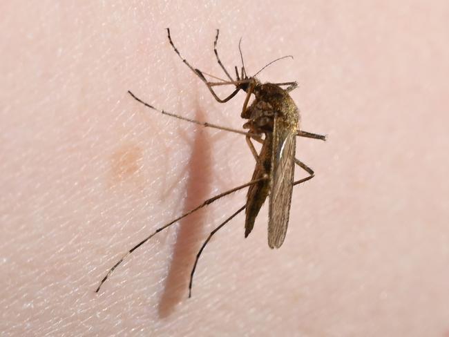 PRODUCTION - 07 June 2023, Mecklenburg-Western Pomerania, Gnevezin: A mosquito (Aedes flavescens) sits on an arm. As part of a three-year project (CuliMoor), the FLI, together with the Greifswald Moor Centrum, wants to investigate the influence on mosquito occurrence. Mosquito traps have been set up south of the Peene estuary for this purpose. (to dpa: How do wet moors affect mosquitoes? Field work started) Photo: Stefan Sauer/dpa (Photo by Stefan Sauer/picture alliance via Getty Images)