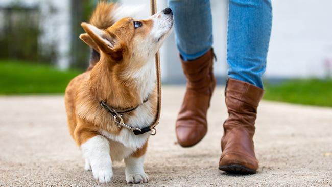 A corgi puppy