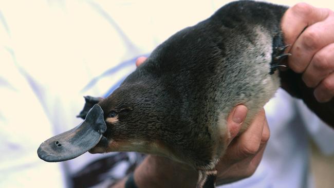 Platypus are ‘near threatened’ meaning they are vulnerable to extinction in the near future. Picture: AAP / Joe Castro