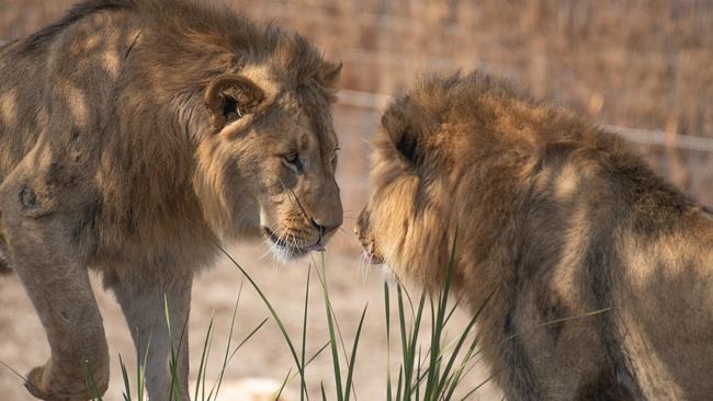 Sydney Zoo new lions Bakari and Sheru will call Bungarribee’s Sydney Zoo home after arriving from the Taronga Conservation Society. Picture: Supplied