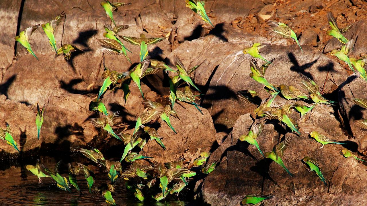 Outback in Focus photography competition finalist. Budgerigars at Lake Mary Kathleen/East Leichhardt Dam, near Mount Isa, photographed by Jarrad Barnes.