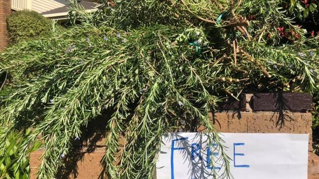 Free offerings like this rosemary were left at letter boxes for neighbours.