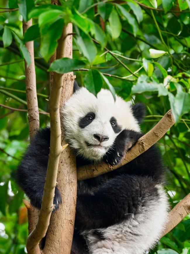 Giant panda bear cub on tree inChengdu, Sichuan, China Picture: Istock