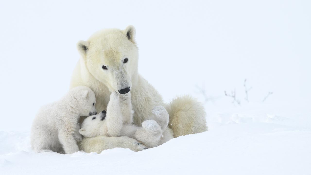 After leaving their birthing den in Wapusk National Park, Canada, to begin a long, cold journey to the sea ice, this family of polar bears stops to play around in the snow. Picture: AAP/Wildlife Photographer of the Year/Natural History Museum, Steve Levi