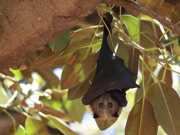 Grey-headed flying fox, or fruit bats, in Adelaide. Picture: Sue Westover