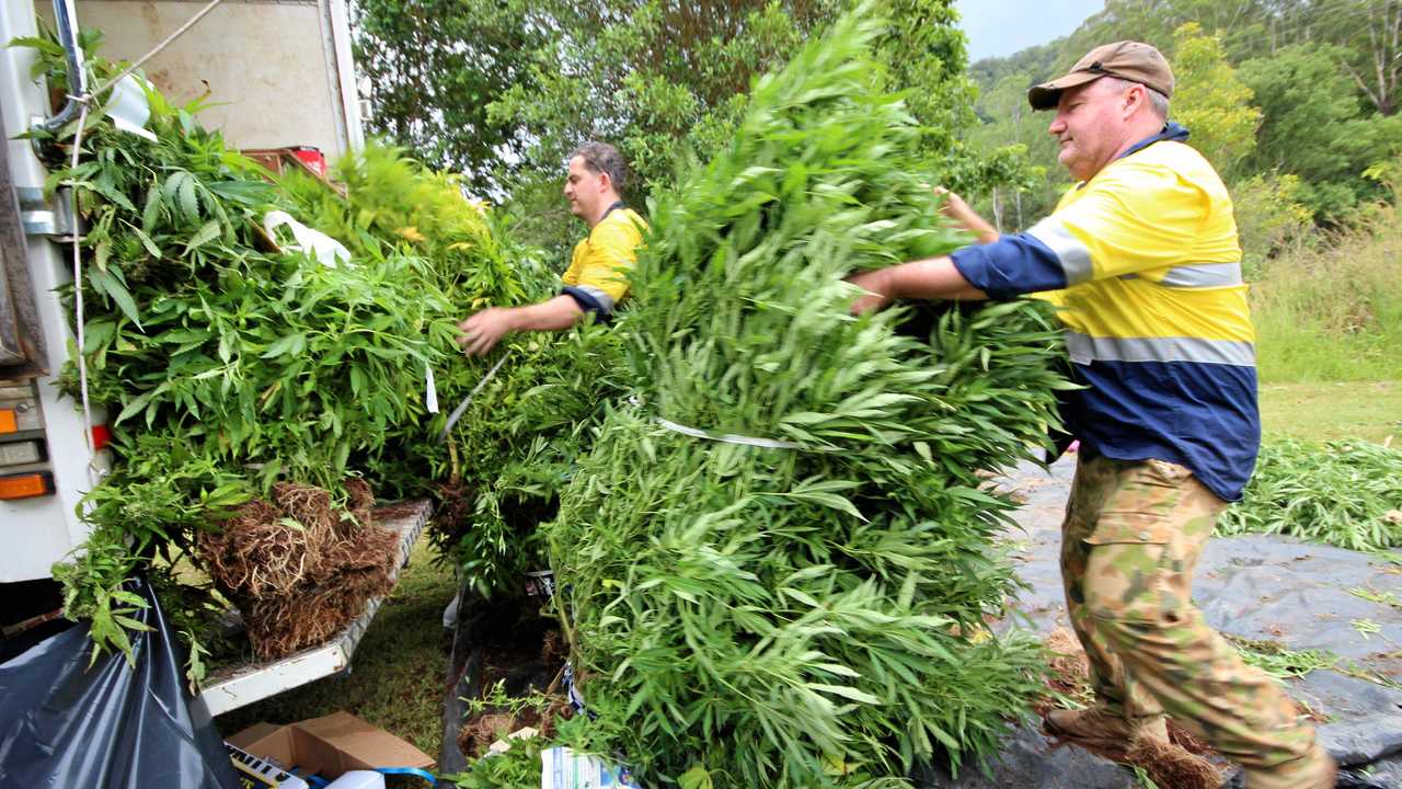 Police have been targeting outdoor cannabis crops across the Tweed Byron Police District. Picture: Liana Turner