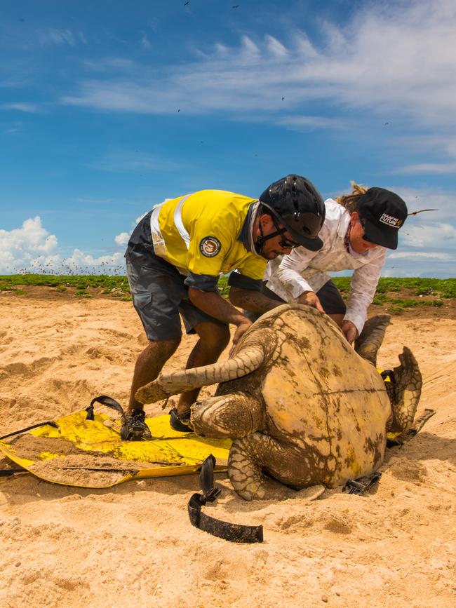 Teams carry out sand testing, sand movement, turtle monitoring and satellite tracking