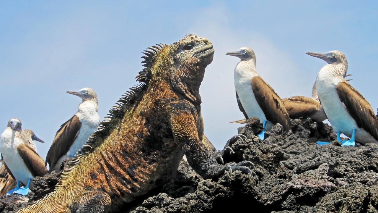 A marine iguana with blue-footed booby birds.